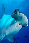 pic for Hammerhead Shark 